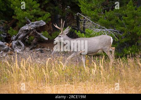 Cervo mulo (Odocoileus hemionus). Buck maturo. Parco nazionale di Yellowstone, Wyoming, Stati Uniti. Foto Stock