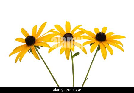 fiore di rudbeckia isolato su sfondo bianco Foto Stock