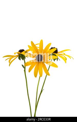 fiore di rudbeckia isolato su sfondo bianco Foto Stock