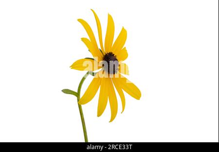 fiore di rudbeckia isolato su sfondo bianco Foto Stock