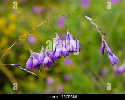 Penzolanti fiori di lavanda di una forma colorata di Dierama pulcherrimum, canne da pesca di Ange, nello sciame ibrido presso la Garden House, Devon Foto Stock