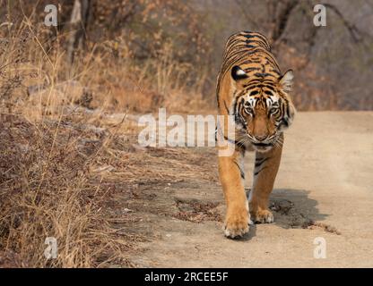 Tigre del Bengala nel parco nazionale di Ranthambore in India Foto Stock