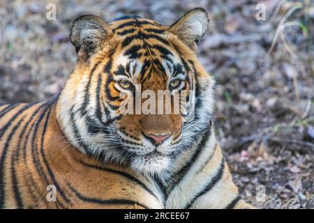 Tigre del Bengala nel parco nazionale di Ranthambore in India Foto Stock