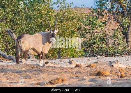 Gemsbok al letto del fiume Hoanib in Namibia Foto Stock
