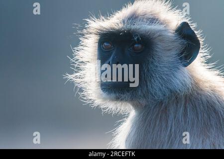 Northern Plains Gray langur nel parco nazionale di Ranthambore in India. Foto Stock