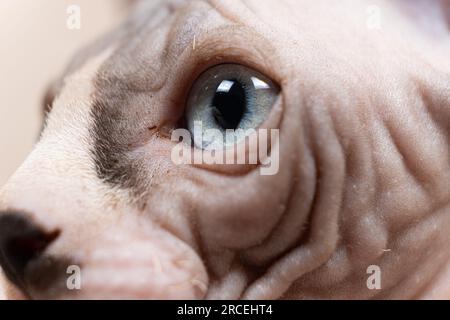 Primo piano degli occhi macro di un gattino canadese Sphynx di tre mesi Foto Stock