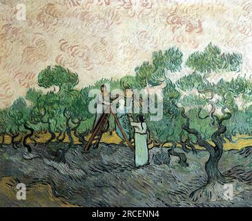 Donne che scelgono gli Olives 1889 di Vincent van Gogh Foto Stock