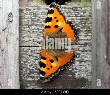 piccola farfalla a guscio di tartaruga su una parete di legno Foto Stock