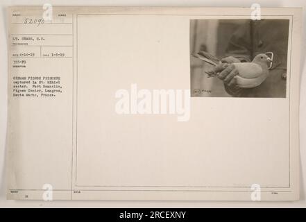 La fotografia mostra un piccione tedesco catturato come prigioniero nella St. Settore Mihiel durante la prima guerra mondiale. Si è tenuto presso il Fort Bonnelle Pigeon Center di Langres, Haute Marne, in Francia. L'immagine è stata scattata il 6 gennaio 1919 dal tenente Sears, S.C., il fotografo di SURRECT 52090." Foto Stock