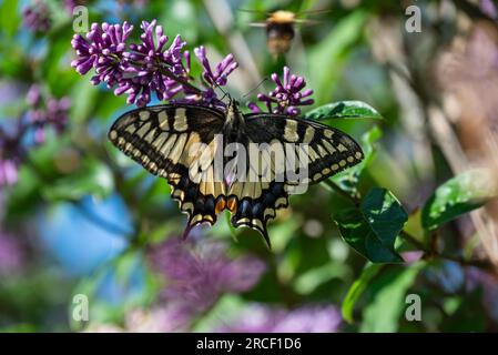 Primo piano di una comune farfalla a coda di rondine gialla (Papilio machaon) seduta su un Syinois vulgaris, il lilla o il lilla comune, immagine da vasternorrl Foto Stock