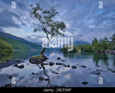 Una delle scene più belle e serene - le gloriose acque calme di Llyn Padarn e le lussureggianti colline di Snowdonia con il Lone Tree al centro del palcoscenico. Foto Stock