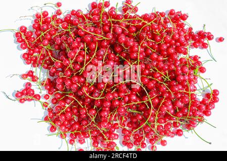 Bacche di ribes rosso con rametti verdi su sfondo bianco. Foto Stock