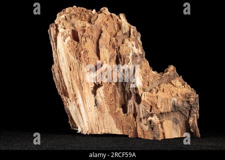 Sezione di un tronco di albero danneggiata da un bruco di un verme odoroso - su sfondo nero Foto Stock