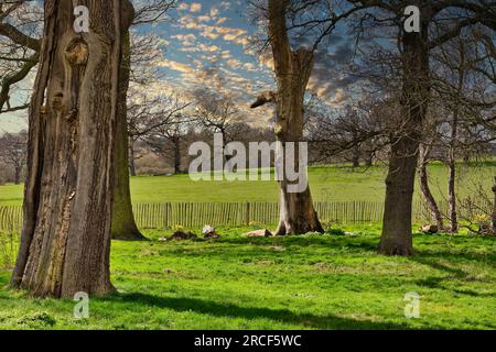 Splendida foto paesaggistica nel parco di Londra Foto Stock