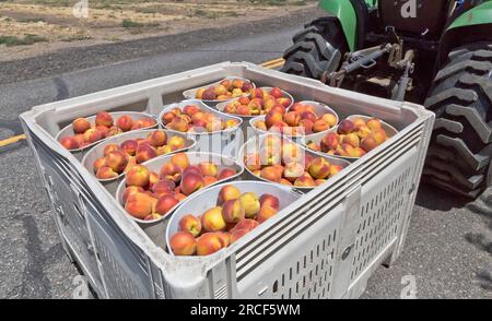 Peaches Sweet sue "Prunus persica" Harvesting Fruit, John Deere Tractor Harvesting Fruit, Columbia River Gorge, Maryhill Highway, Goldendale, Klick Foto Stock