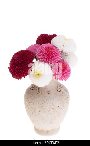 margherite in vaso isolate su sfondo bianco Foto Stock