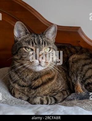 14 luglio 2023. Elgin, Moray, Scozia. Questo è un Tabby Wild Cat Lookalike addomesticato seduto sul suo letto. Foto Stock