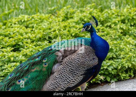 Bellissime riprese della natura e degli animali scattate con una fotocamera Foto Stock