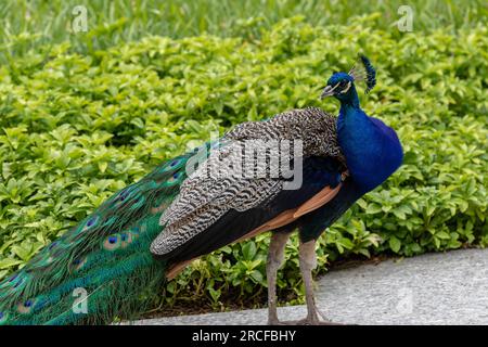 Bellissime riprese della natura e degli animali scattate con una fotocamera Foto Stock