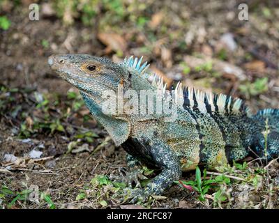 Un'iguana adulta dalla coda spinosa, Ctenosaura similis, a terra sull'isola di Barro Colorado, Panama. Foto Stock