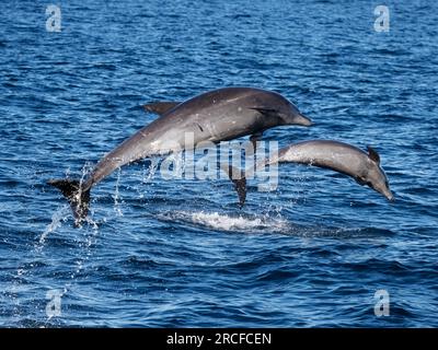 Delfini tursiopi comuni adulti, Tursiops truncatus, che saltano al largo di Isla San Jose, Baja California Sur, Messico. Foto Stock