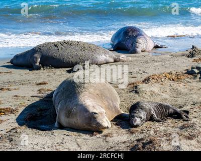 Elefante del nord, Mirounga angustirostris, madre e cucciolo appena nato, isola Benito del Oeste, Baja California. Foto Stock