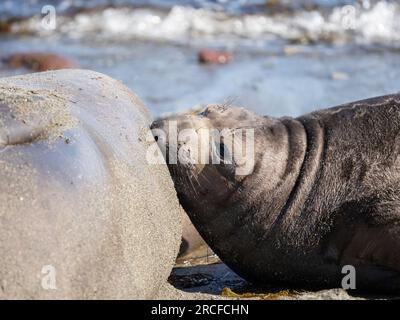 Elefante del nord, Mirounga angustirostris, madre e cucciolo appena nato, isola Benito del Oeste, Baja California. Foto Stock