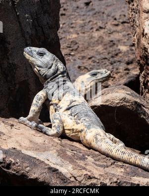 Adulti: San Esteban pinto chuckwalla, Sauromalus varius, crogiolarsi al sole, Isla San Esteban, Baja California, Messico. Foto Stock