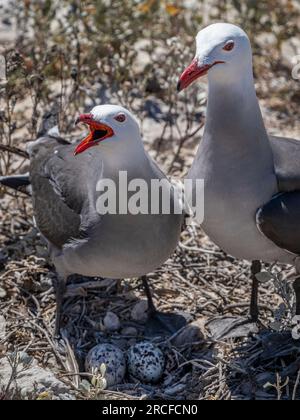 Gabbiani adulti di Heermann, Larus heermanni, sul nido nella colonia di riproduzione a Isla Rasa, Baja California, Messico. Foto Stock