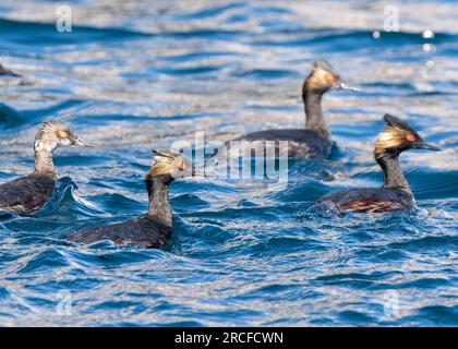 Verdure orecchie per adulti, Podiceps nigricollis, rafting insieme per muta a Isla San Pedro Martir, Baja California, Messico. Foto Stock