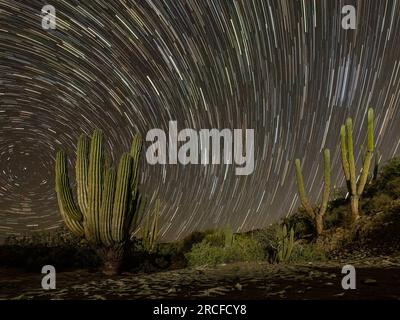 Fotografia notturna di una foresta di cactus del cardon, Pachycereus pringlei, sull'isola di San José, Baja California Sur, Messico. Foto Stock