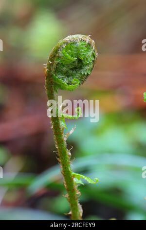 Immagine ravvicinata di una felce maschio nel bosco, ounty Durham, Inghilterra, Regno Unito. Foto Stock