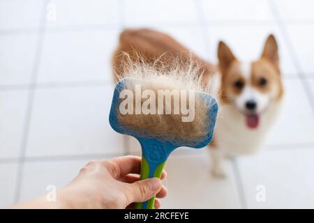 Problemi con la lana dei cani. Concept annuale di muffa, cappotto spargimento, ammuffire cani. Foto Stock