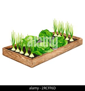 Letto da giardino in legno con cavoli e cipolle in crescita. Elemento acquerello sul tema del giardinaggio, delle piantine primaverili, della coltivazione delle verdure. Foto Stock