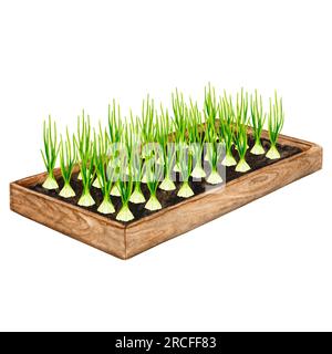 Letto da giardino in legno con cipolle in crescita. Elemento acquerello sul tema del giardinaggio, delle piantine primaverili, della coltivazione delle verdure. Foto Stock