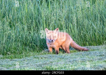 Il curioso kit Red Fox (Vulpes vulpes) esce dall'erba alta e guarda la fotocamera. Foto Stock