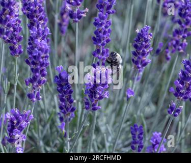 primo piano di un bumblebee al miele che mostra il suo viso e le sue gambe mentre raccoglie il polline tra i fiori di lavanda. Foto Stock