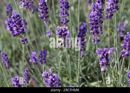 grandi bombi di miele sui fiori di lavanda che raccolgono il polline le cui ali rimangono immutate sui fiori viola. Foto Stock