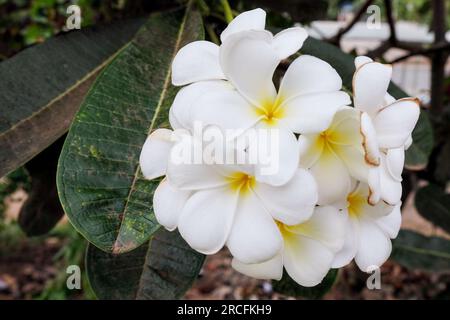 Un'infiorescenza di bellissimi fiori bianchi. Plumeria, nota anche come frangipani, è un genere di piante da fiore della sottofamiglia Rauvolfioideae Foto Stock