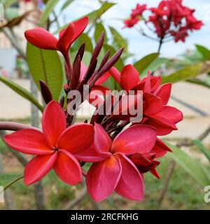 Plumeria, noto anche come frangipani, è un genere di piante da fiore della sottofamiglia Rauvolfioideae, della famiglia Apocynaceae. Infiorescenza di beauti Foto Stock