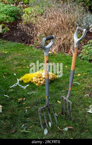 due forchette da giardino in piedi in un giardino non utilizzato, attrezzi da giardinaggio lasciati su un prato, forchette da giardino, forchette da giardino sul prato Foto Stock