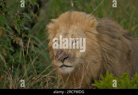 Ritratto di leone africano con erba verde e cespuglio sullo sfondo in Masai Mara Foto Stock