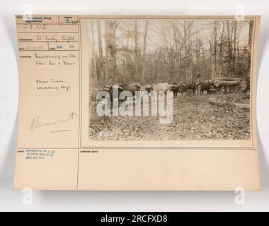 Squadra di buoi che scivola i tronchi durante le attività di legname in Alabama, Florida, Louisiana e Mississippi. Data di acquisizione: Gennaio 1918. Rilasciato e rilasciato dal War Department alla Photo Division il 22 gennaio 1918. Foto Stock