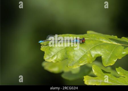 Maschio damselfly dagli occhi rossi seduto su una foglia. Vista laterale, primo piano, Regno Unito. Erythromma najas. Foto Stock