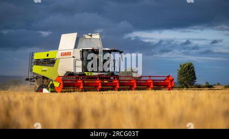 Raccolta di orzo invernale con una mietitrebbia Claas Lexicon 7500 in una tempesta serale estiva, Ripon, North Yorkshire, Regno Unito. Foto Stock