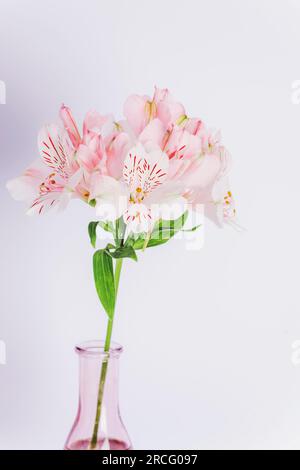 Vaso con fiori rosa di alstroemeria contro la parete bianca. Primo piano. Foto Stock