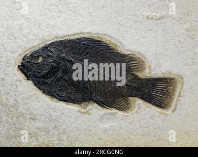 Fossile di pesce. Pesci preistorici nella roccia di pietra Foto Stock