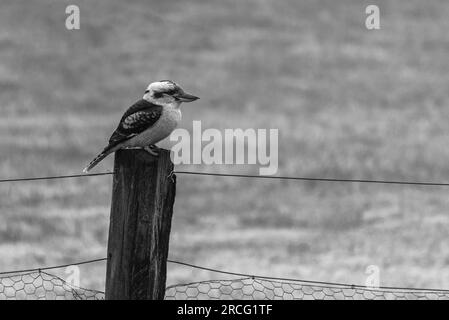 Un kookaburra ridendo (dacelo novaeguineae) seduto su una stazione di recinzione nel sud-ovest di Sydney Foto Stock