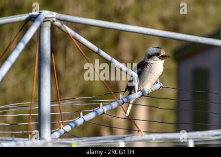 Un giovane che ride kookaburra (dacelo novaeguineae) seduto su un Hills Hoist nel sud-ovest di Sydney Foto Stock