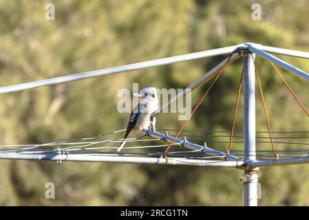 Un giovane che ride kookaburra (dacelo novaeguineae) seduto su un Hills Hoist nel sud-ovest di Sydney Foto Stock